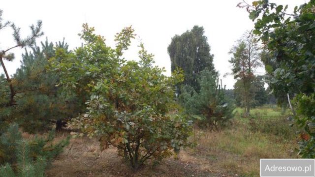 Działka budowlana Maków Mazowiecki, ul. Dolna. Zdjęcie 1