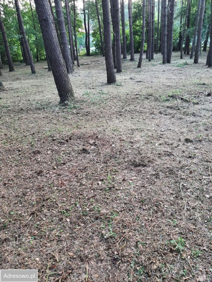 Działka leśna Gąski. Zdjęcie 5