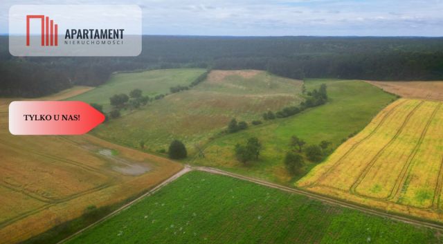 Działka siedliskowa Opalenie. Zdjęcie 1