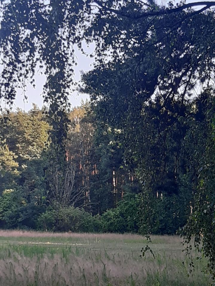 Działka budowlana Przyborowo, ul. Aladyna. Zdjęcie 6