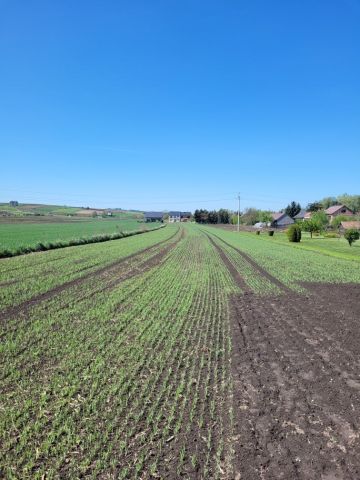 Działka budowlana Proszowice, ul. Armii "Kraków". Zdjęcie 1