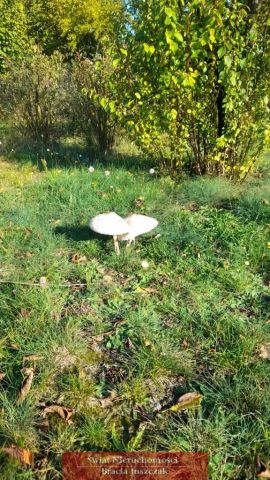 dom wolnostojący, 3 pokoje Stanowice. Zdjęcie 11