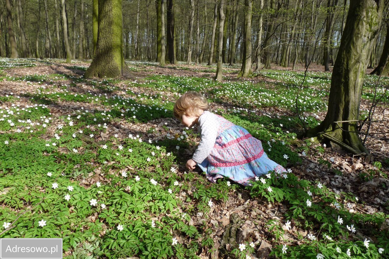 Działka budowlana Radziwiłłów. Zdjęcie 16