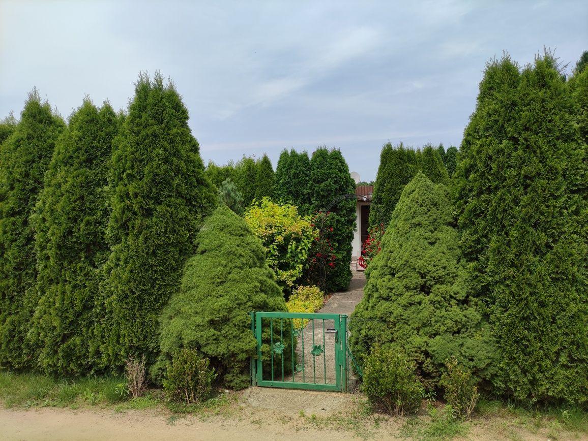 Działka rod Poznań, ul. Złotowska. Zdjęcie 5