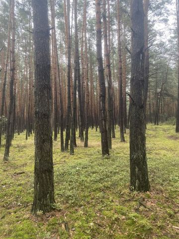 Działka leśna Łazy-Dąbrowa. Zdjęcie 1