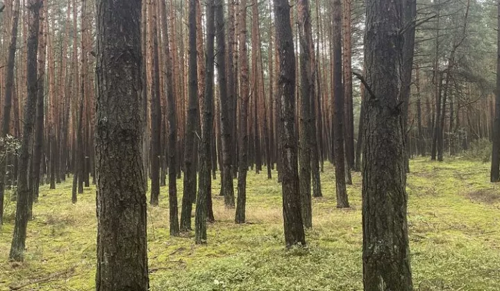 Działka leśna Łazy-Dąbrowa