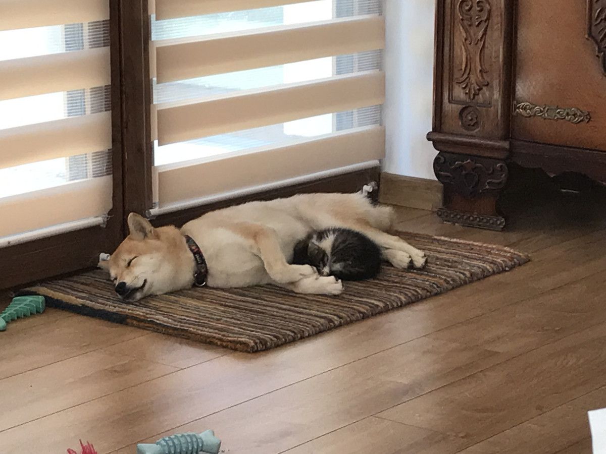 dom wolnostojący Szymanowo. Zdjęcie 37