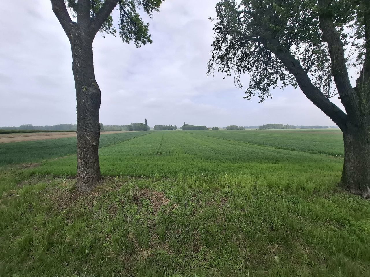 Działka rolna Krzesk-Majątek. Zdjęcie 3