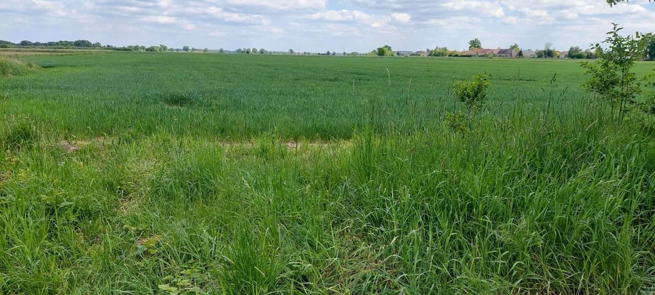 Działka budowlana Piastowice. Zdjęcie 3