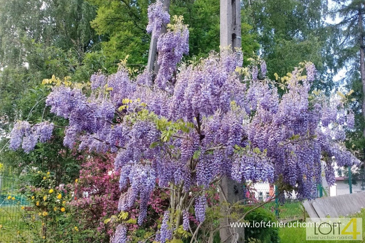 Działka budowlana Rozdziele. Zdjęcie 4