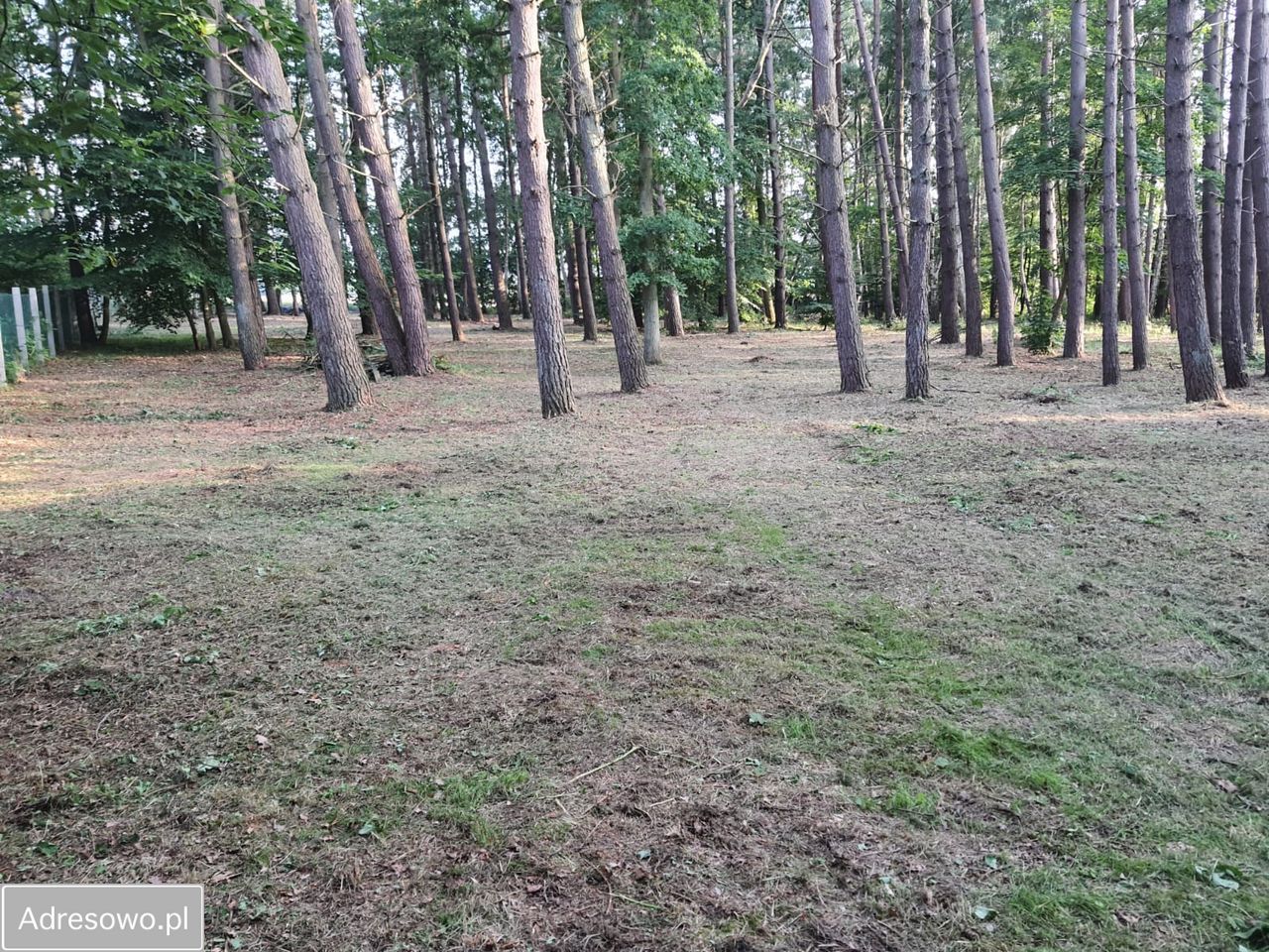 Działka leśna Gąski. Zdjęcie 2