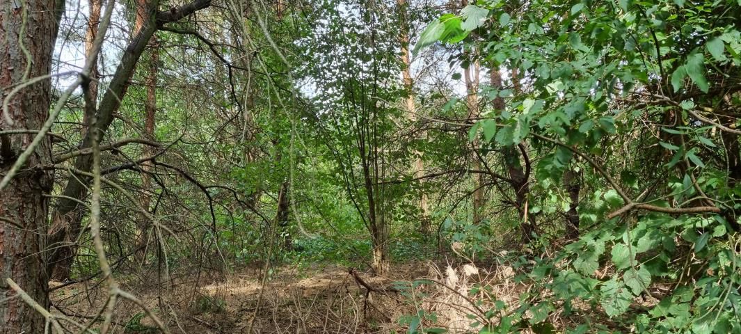 Działka budowlana Strzeniówka. Zdjęcie 3