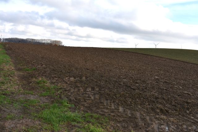 Działka rolna Bielice. Zdjęcie 1