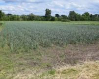 Działka rolno-budowlana Klimontów. Zdjęcie 4