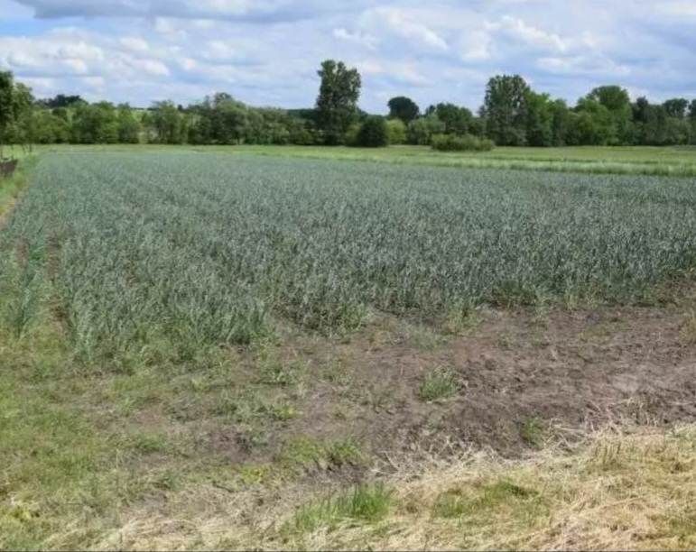 Działka rolno-budowlana Klimontów. Zdjęcie 5