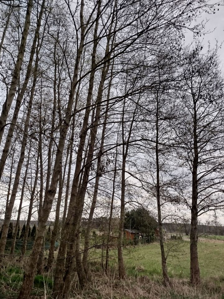 Działka budowlana Chojno-Wieś. Zdjęcie 3