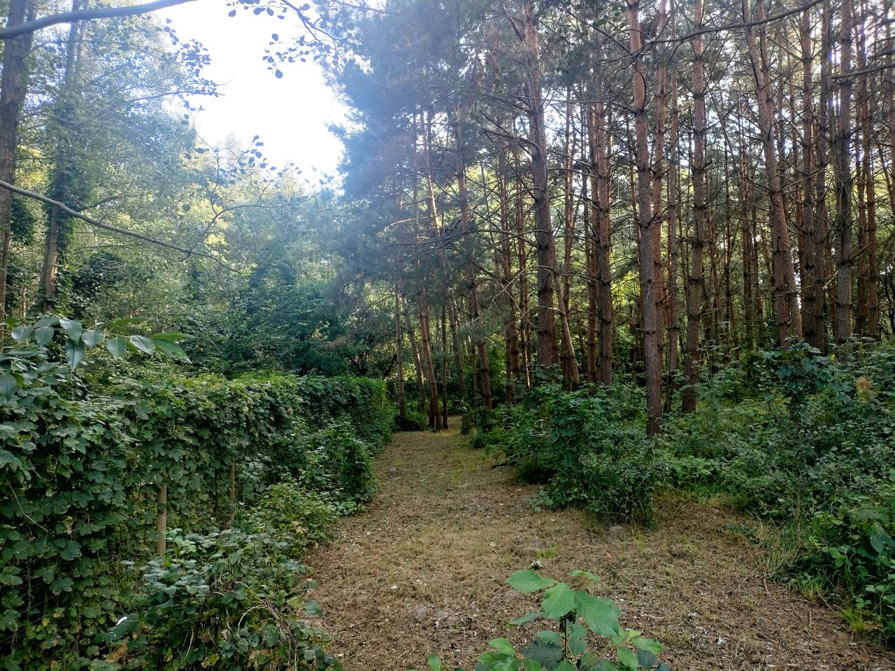 Działka budowlana Chomiąża Szlachecka. Zdjęcie 7