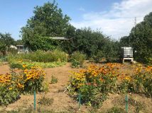 Działka rod Nowy Dwór Gdański. Zdjęcie 3