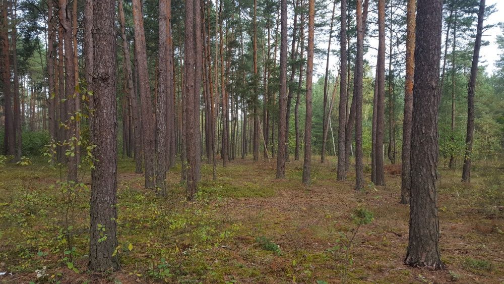 Działka leśna Giedlarowa