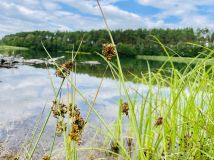 Działka leśna Broda. Zdjęcie 1