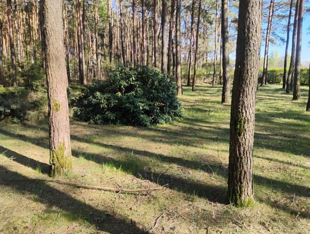 Działka leśna Słowak. Zdjęcie 1