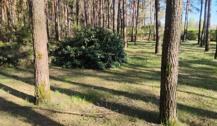 Działka leśna Słowak