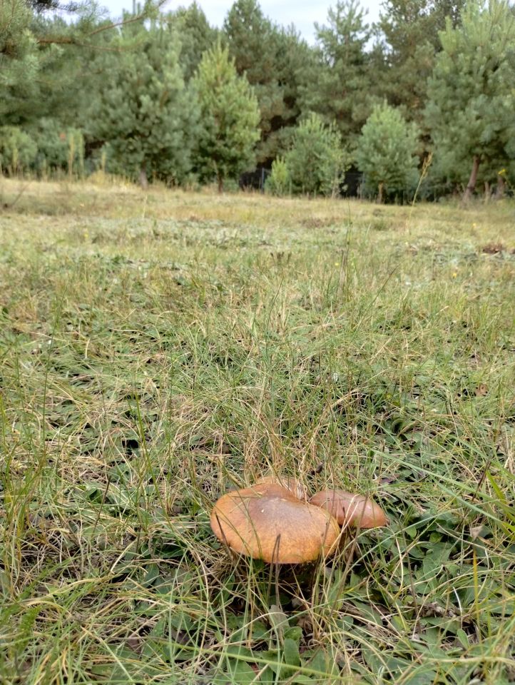 Działka budowlana Adamowo. Zdjęcie 8