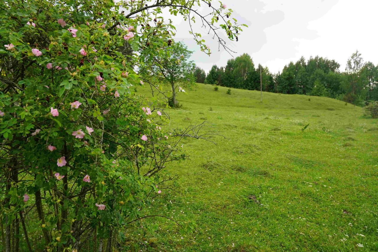 Działka siedliskowa Osinki. Zdjęcie 11