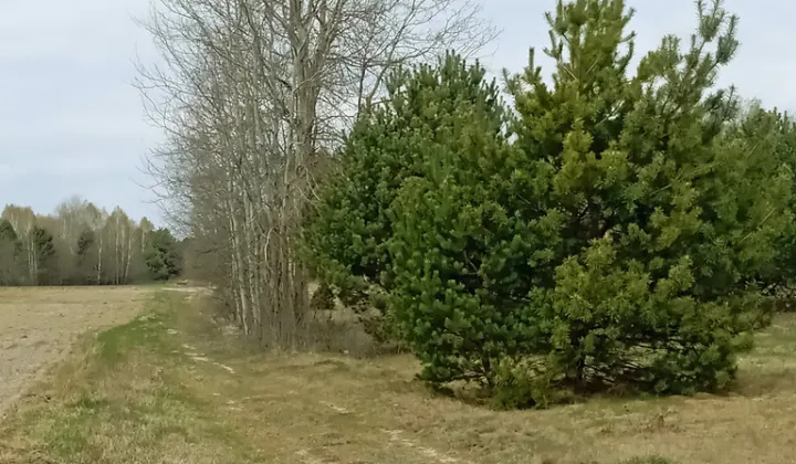 Działka Wólka Mlęcka