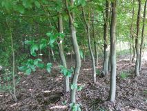 Działka rolna Wieprz. Zdjęcie 2