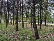 Działka budowlana Bystrzyca. Zdjęcie 2