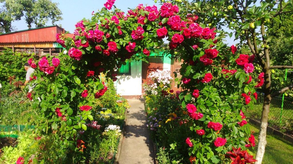 Działka rod Warszawa Paluch