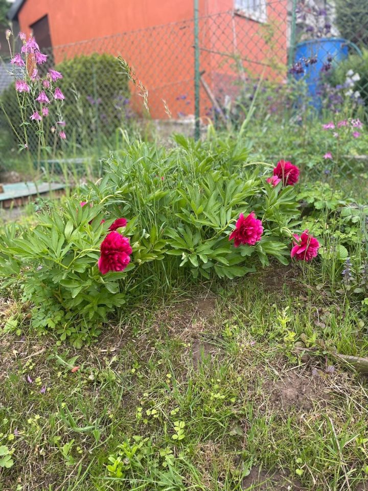 Działka rod Kraków Wzgórza Krzesławickie, os. Na Stoku. Zdjęcie 4