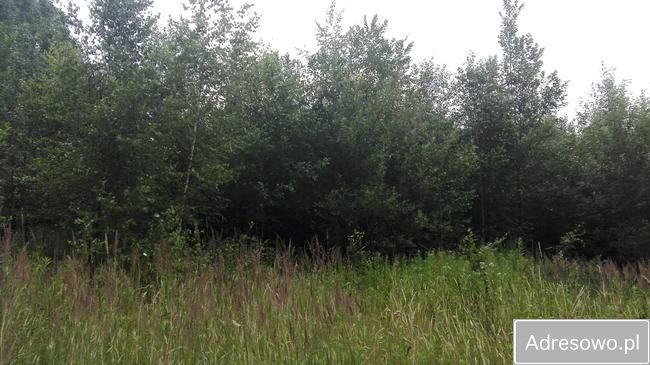 Działka leśna Zaborów. Zdjęcie 2