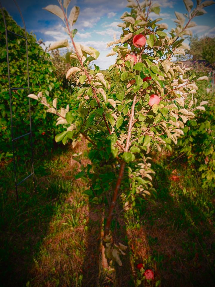 Działka rod Kędzierzyn-Koźle Koźle. Zdjęcie 7