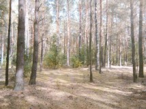 Działka leśna Gostynin. Zdjęcie 4