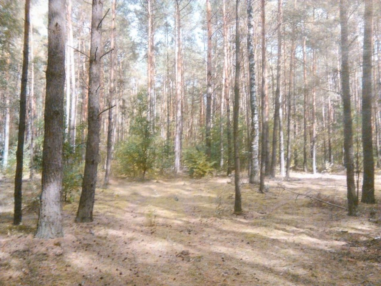 Działka leśna Gostynin. Zdjęcie 5