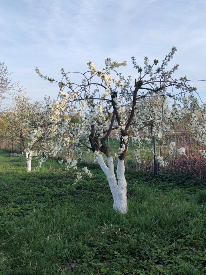 Działka rolna Trzebórz. Zdjęcie 6