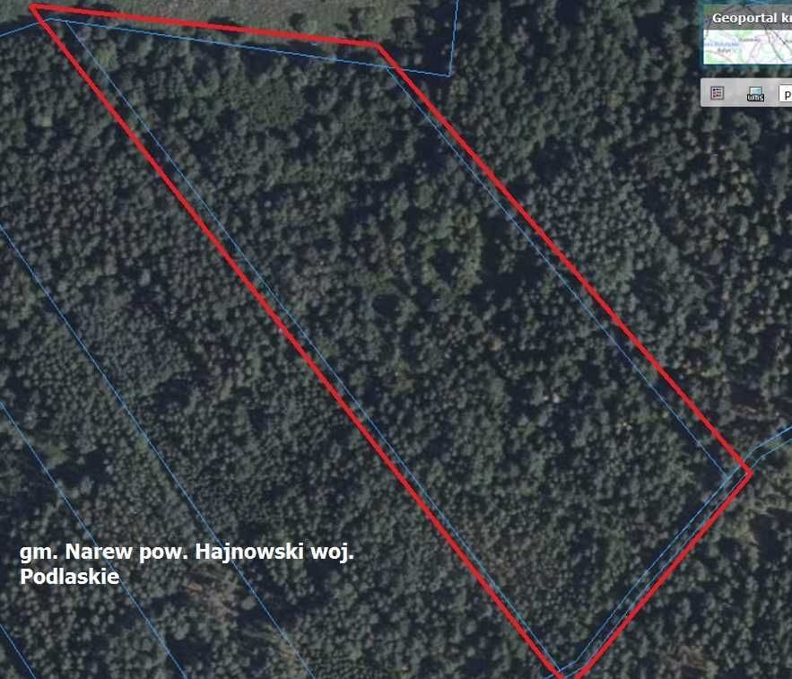 Działka leśna Narew