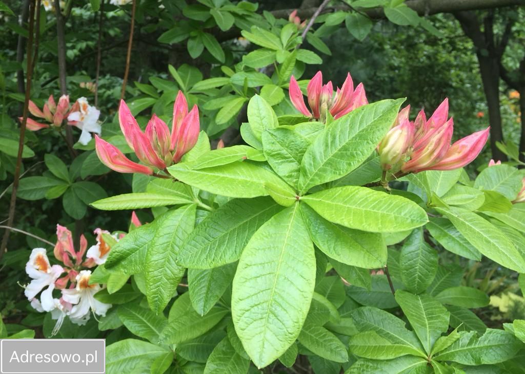 Działka rod Bielsko-Biała Kamienica. Zdjęcie 17