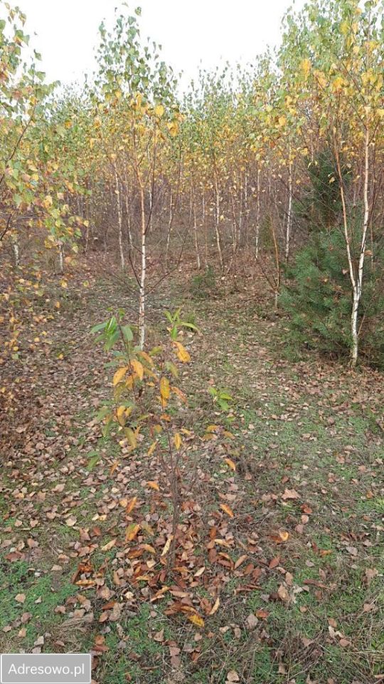 Działka rolno-budowlana Jania Góra. Zdjęcie 12