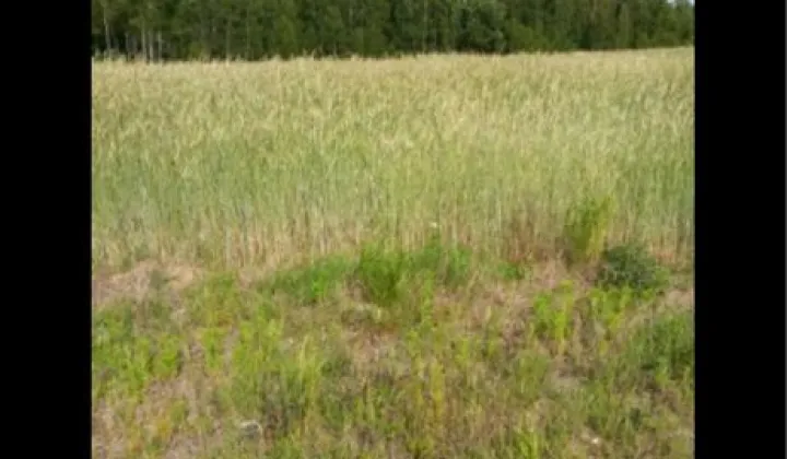 Działka rolno-budowlana Stanisławów, ul. Sokólska