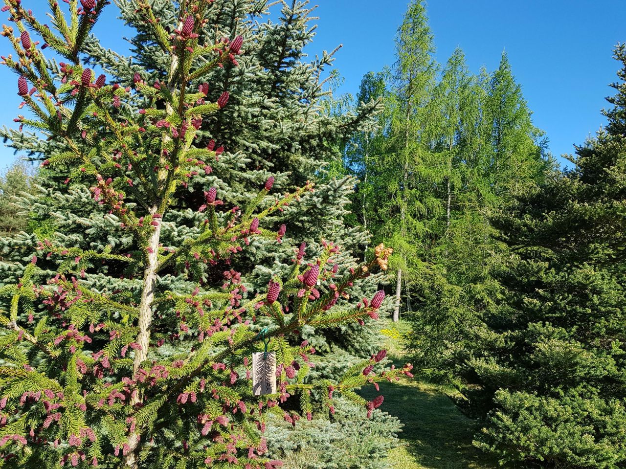 dom wolnostojący, 5 pokoi Grzmiąca, ul. Skulska. Zdjęcie 28