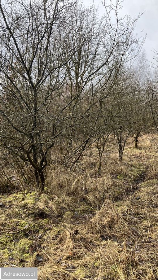 Działka inwestycyjna Dąbrowa Górnicza. Zdjęcie 3