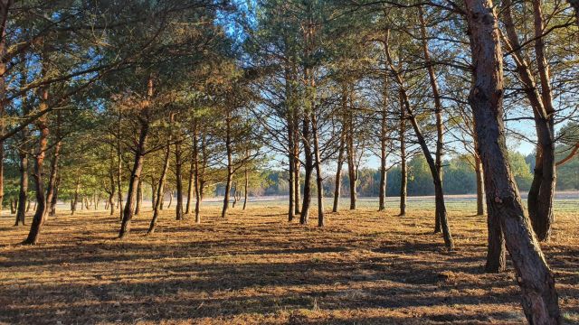 Działka budowlana Skarbka Bidzińszczyzna. Zdjęcie 1