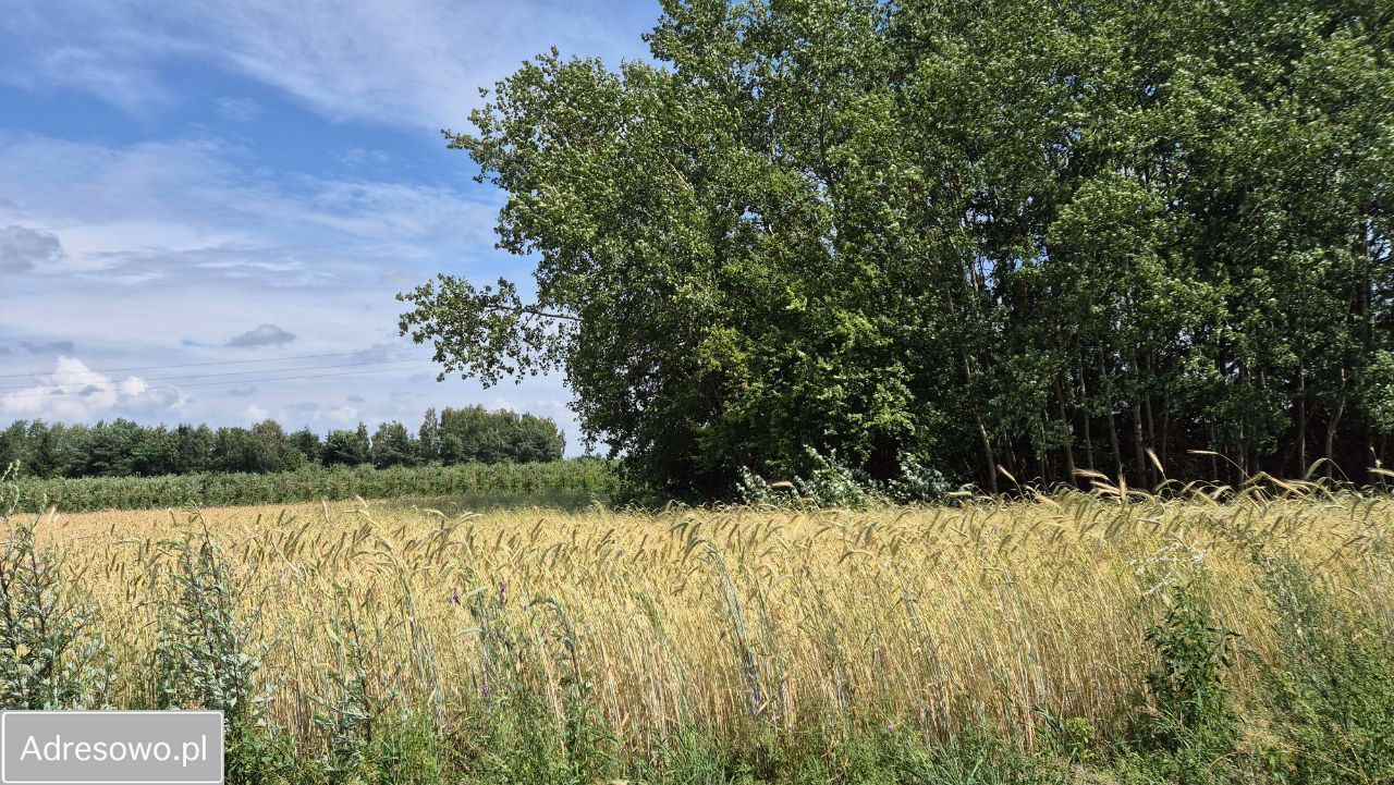 Działka rolno-budowlana Grudzkowola. Zdjęcie 6