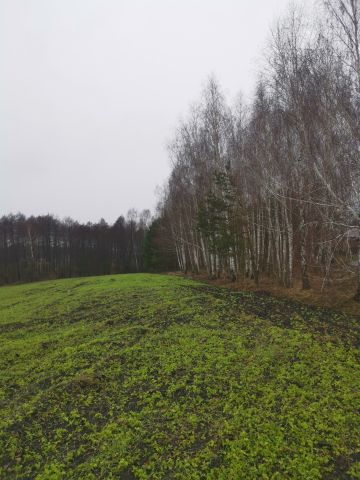 Działka leśna Wólka Dobryńska. Zdjęcie 1