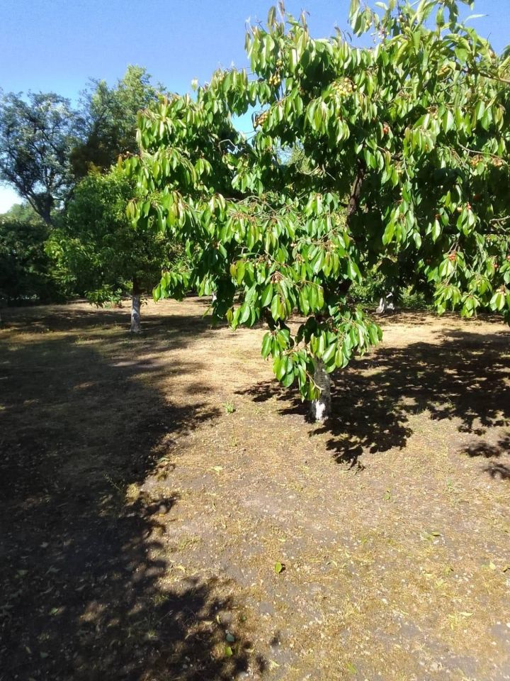 Działka rolna Wąbrzeźno, ul. Strażacka
