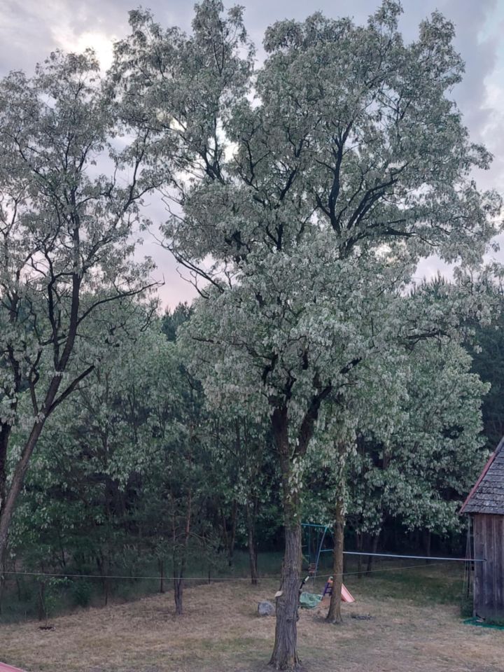 dom wolnostojący, 2 pokoje Klichy. Zdjęcie 17