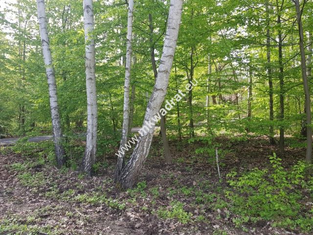 Działka leśna Grzegorzewice. Zdjęcie 2